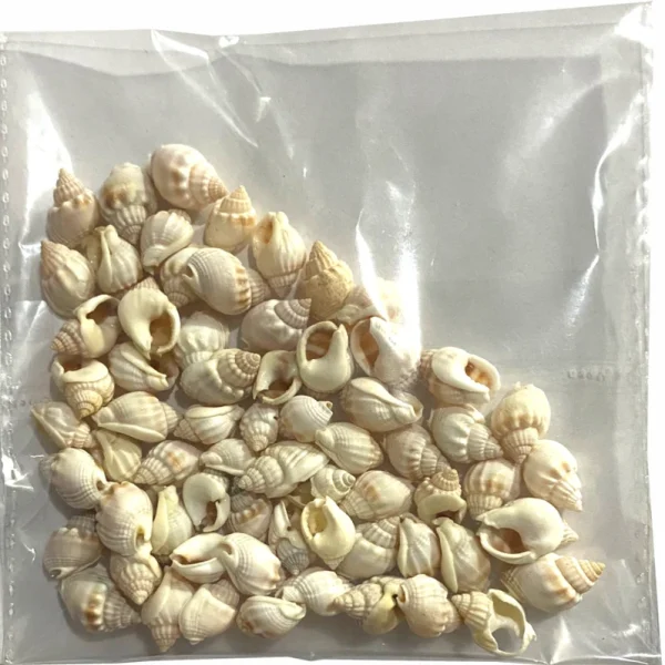 Sea Shells Small Pkt - Off White - China